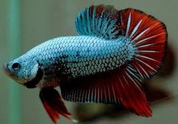 [BELI] Betta Macho Plakat Koi (Betta splendens)