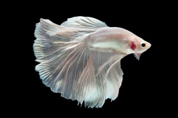 [BELI] Betta Media Luna Blanco (Betta splendens) (copia)