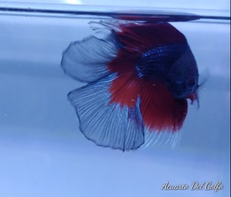 [BELI] Betta Macho Doble Cola Media Luna (Betta splendens)