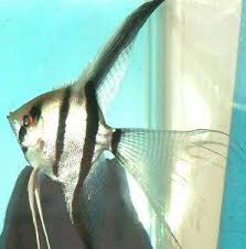 [ANCH] Angel Común Chico (Pterophyllum scalare)