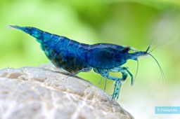 [GACH] Gamba diamante Azul (Neocaridina davidi)