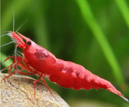 [GACH] Gamba Full Red (Neocaridina davidi)