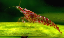 [GACH] Gamba Cherry Roja (Neocaridina davidi)