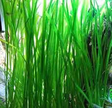 [PLAC] Planta sagitaria (Sagitaria subulata) (copia)