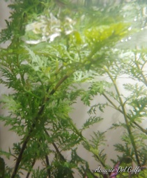 [PLAC] Planta Water Reyna (Hygrophila difformis)