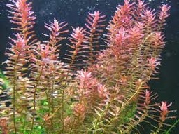 [PLAC] Planta Rotala rotundifolia (copia)