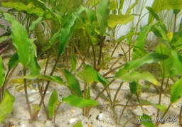 [PLAC] Planta Criptocorina Verde (Cryptocorine nevilli)