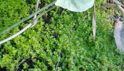 [PLAC] Planta Hemianthus glomeratus