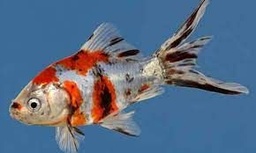 [GOCH] Goldfish Shubunkin (Carassius auratus)