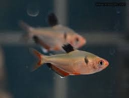 [TEGS] Tetra Gota de Sangre (Hyphessobrycon eques) (copia)