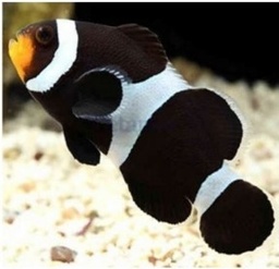 [PABW] Payaso Picasso (Amphiprion percula var.) (copia)