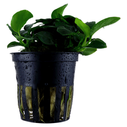 [101H] Anubia Barteri petite (Tropica)